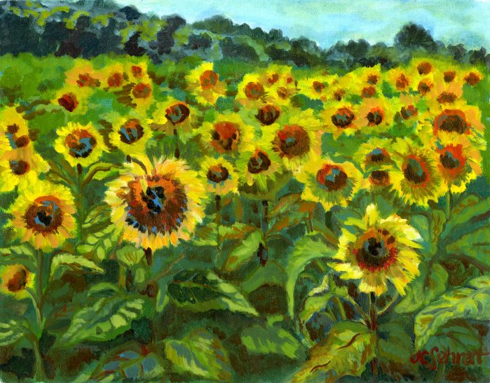 Field of Sunflowers - 11" x 14" - Oil on Board